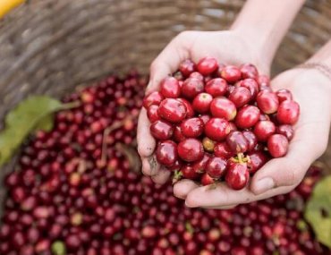 Cápsulas de café orgánico para Nespresso